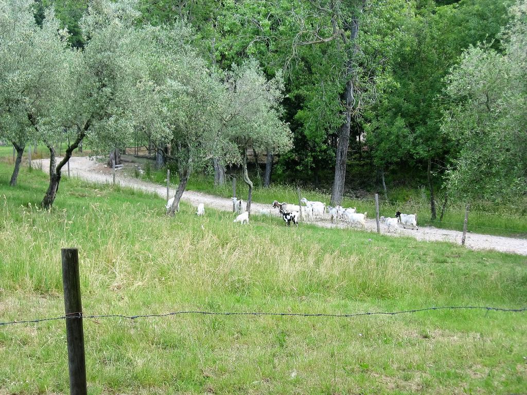 Tenuta La Bandita Сассетта Екстер'єр фото